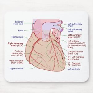 Coronary Arteries Circulation Diagram Human Heart Mouse Pad